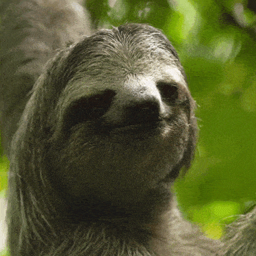 A close-up of a sloth slowly turning its head, smiling contentedly while hanging from a tree branch, surrounded by green foliage.